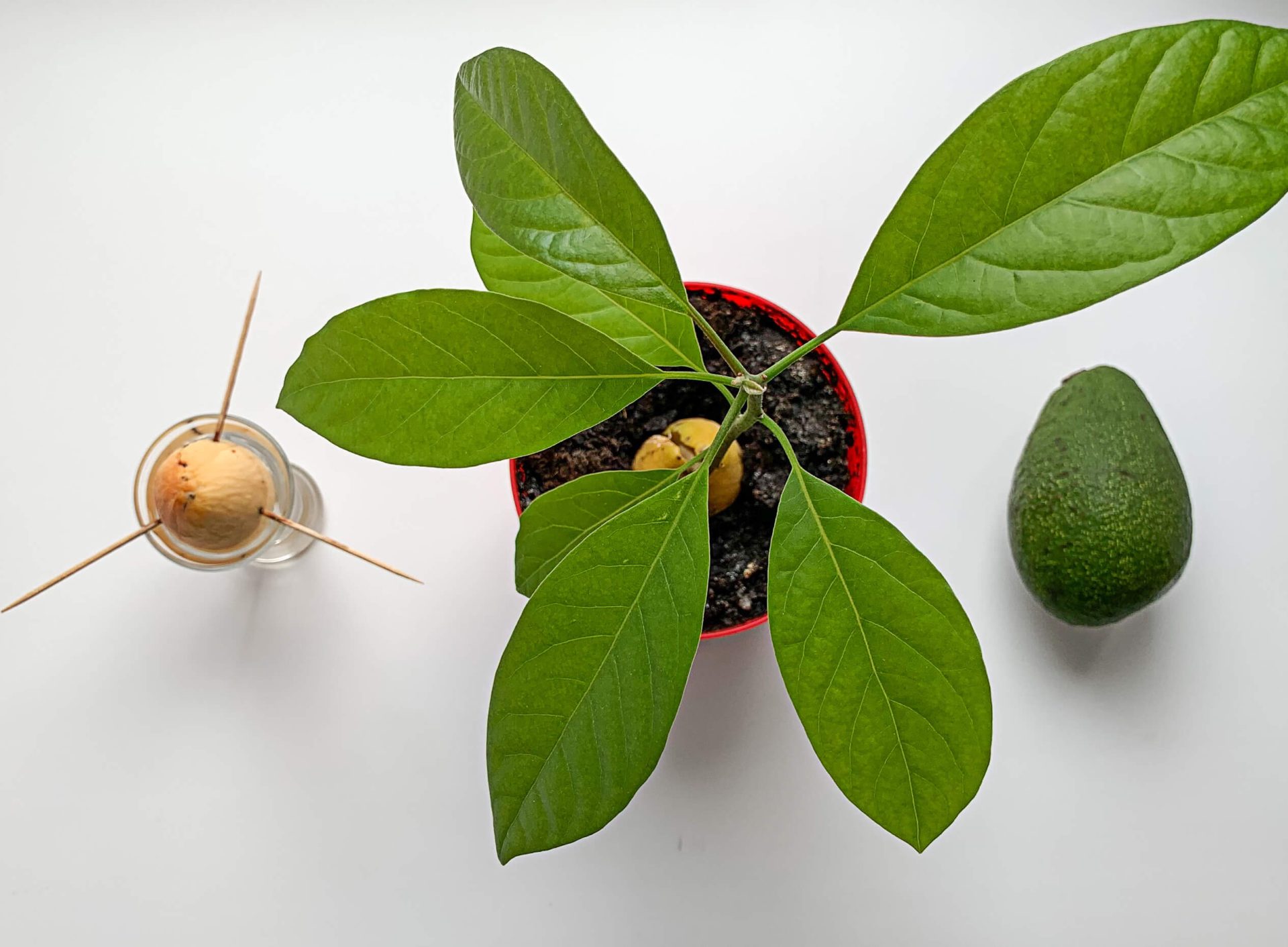 Planter les noyaux