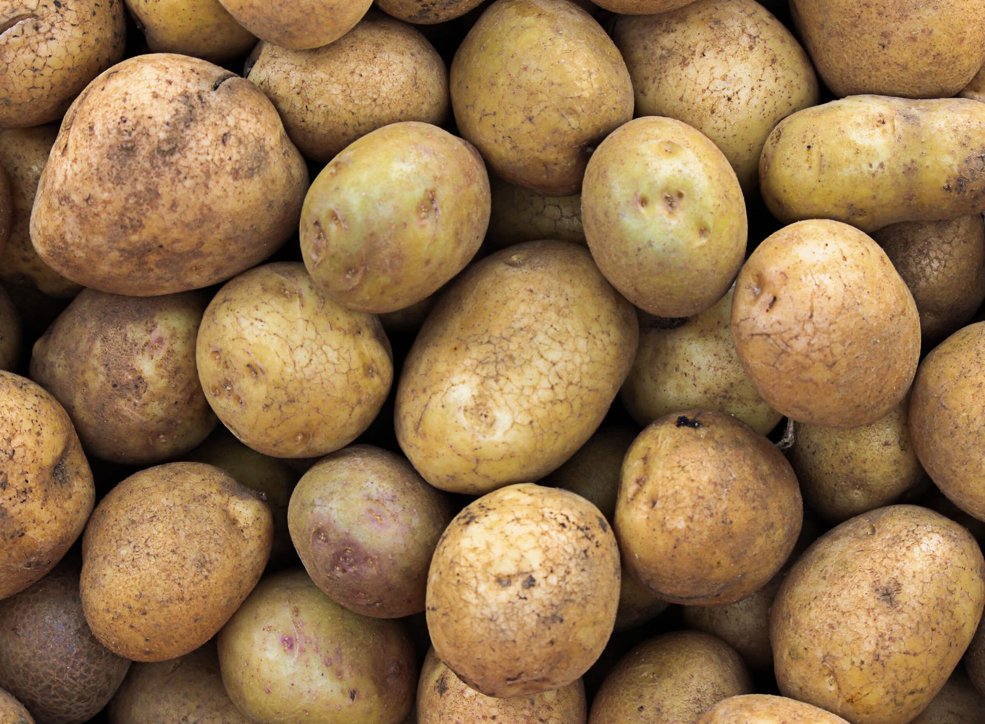 La pomme de terre, ce qu'il faut savoir