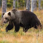 La viande d’ours : attention!