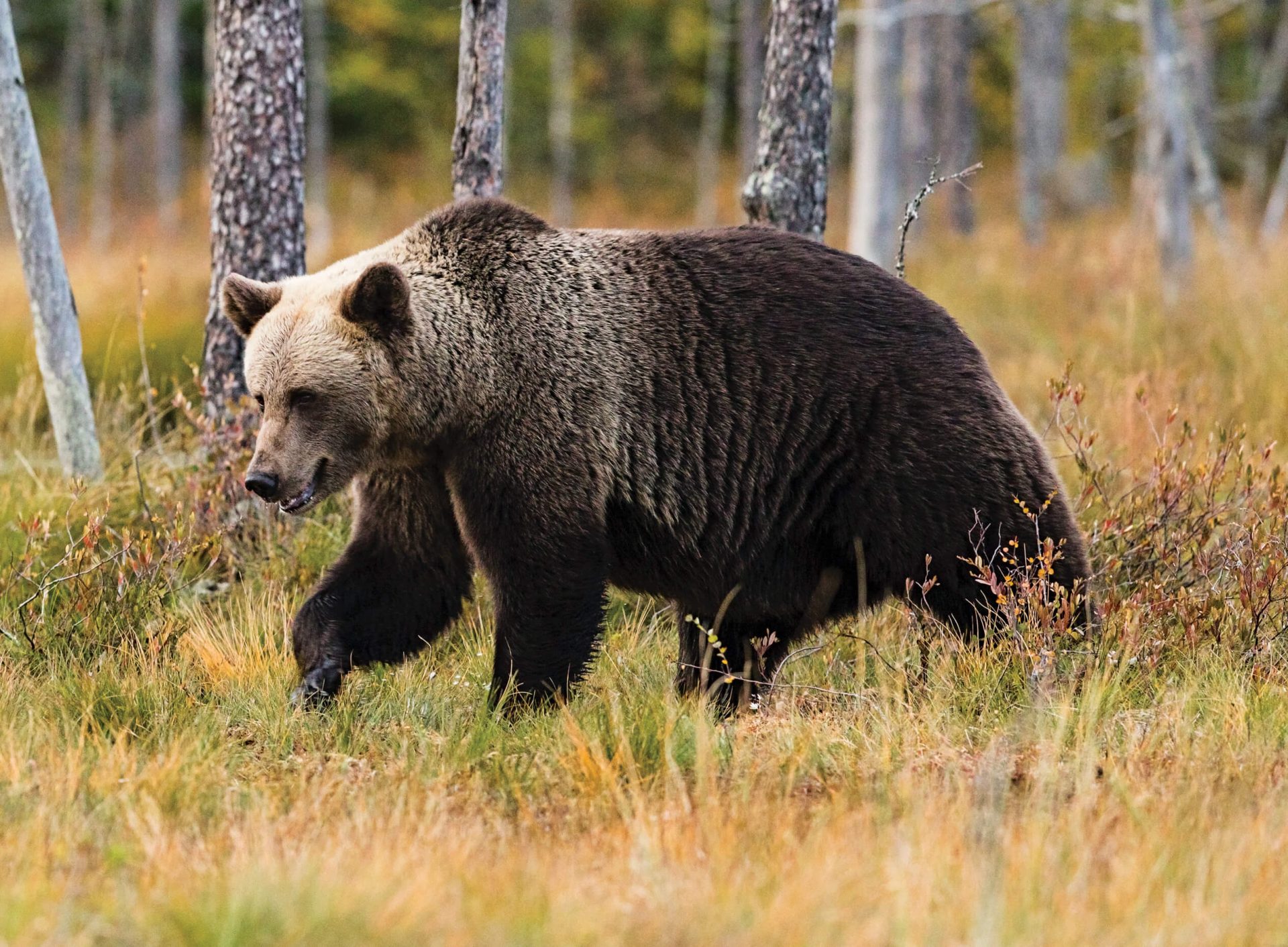 Viande d'ours