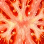 Tout sur la tomate