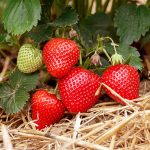 10 Best Strawberry Recipes