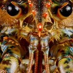 Le homard, ce qu’il faut savoir