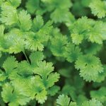 Pourquoi certains détestent la coriandre?