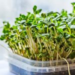 Comment faire pousser des semis de fines herbes?