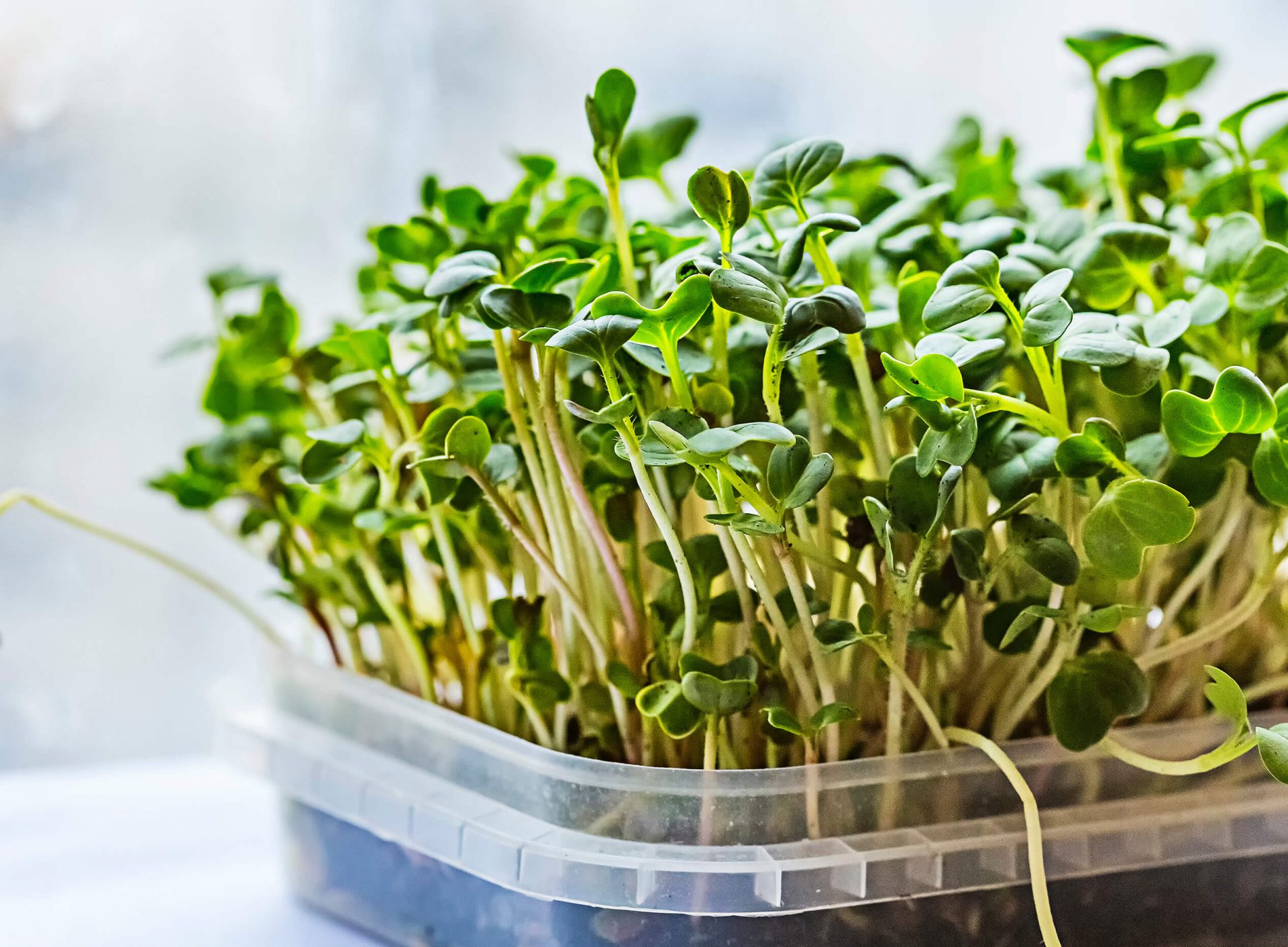Comment faire pousser des semis de fines herbes?