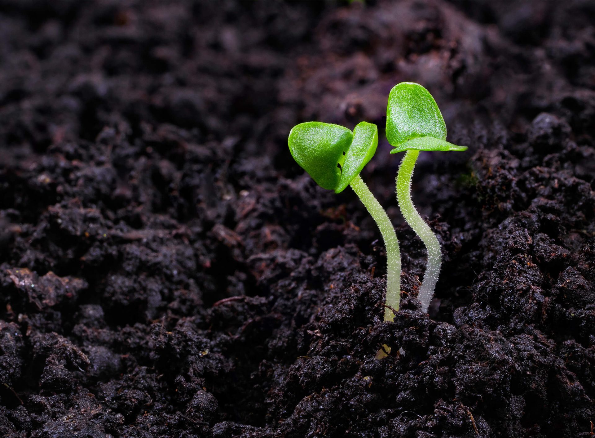 Cultiver des micropousses grâce à novagrow