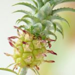 Comment faire pousser un ananas à la maison?