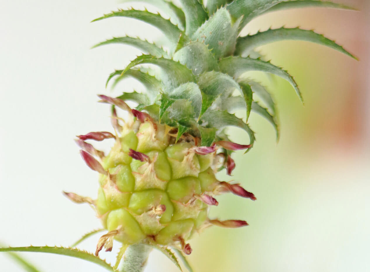 Comment planter un ananas à la maison?
