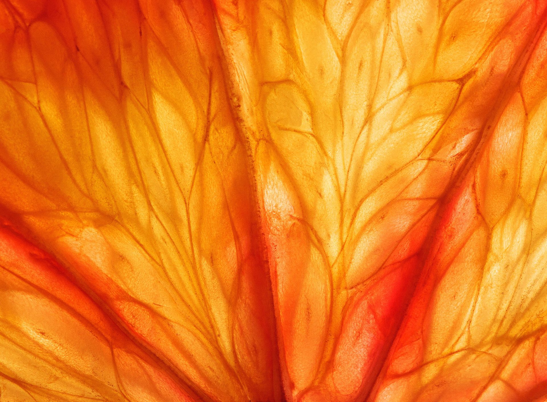 Mythe ou réalité: les agrumes sont-elles peintes orange?