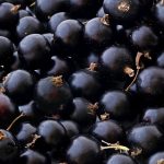 Des fruits méconnus du Québec