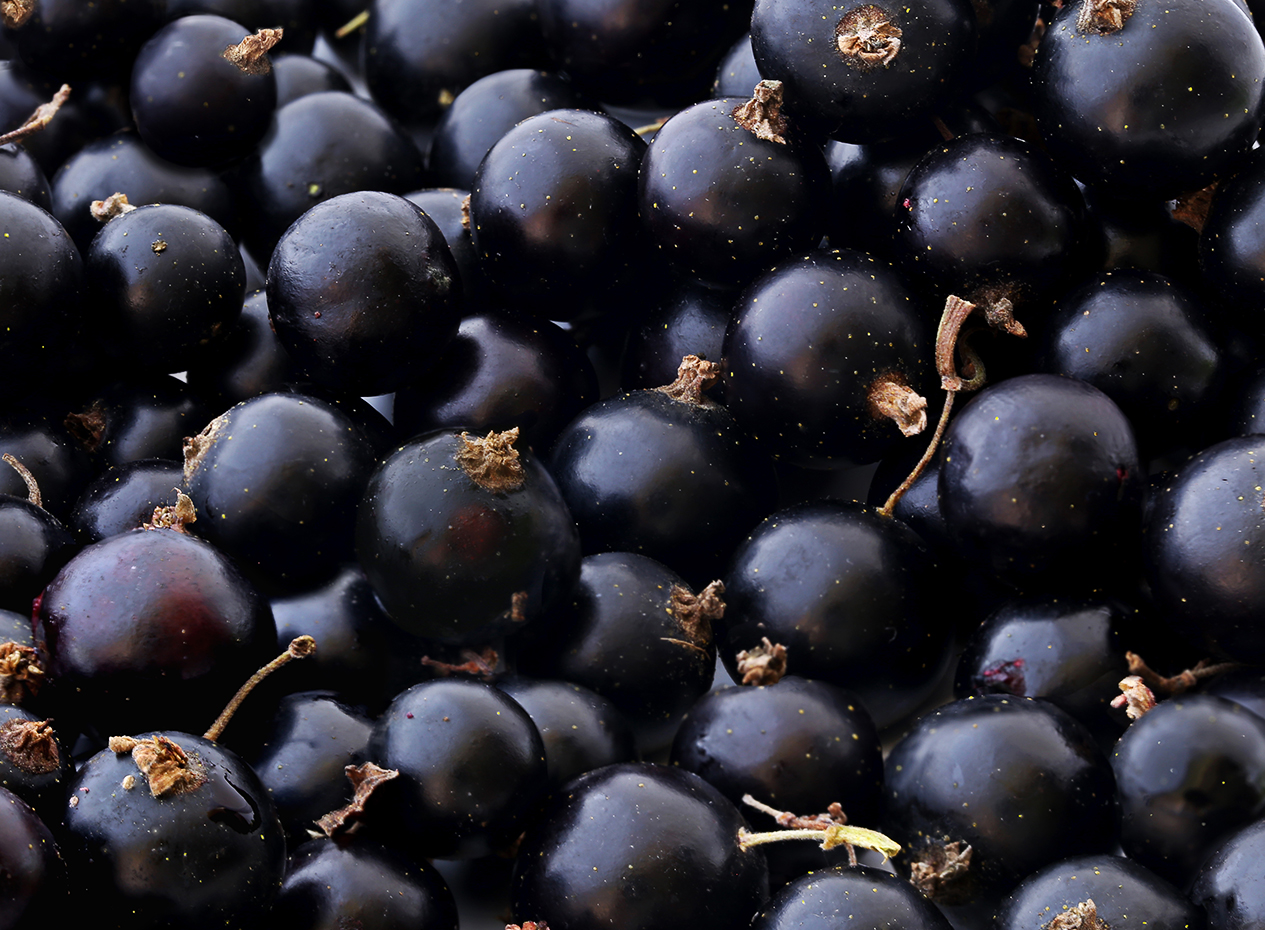 Des fruits méconnus du Québec