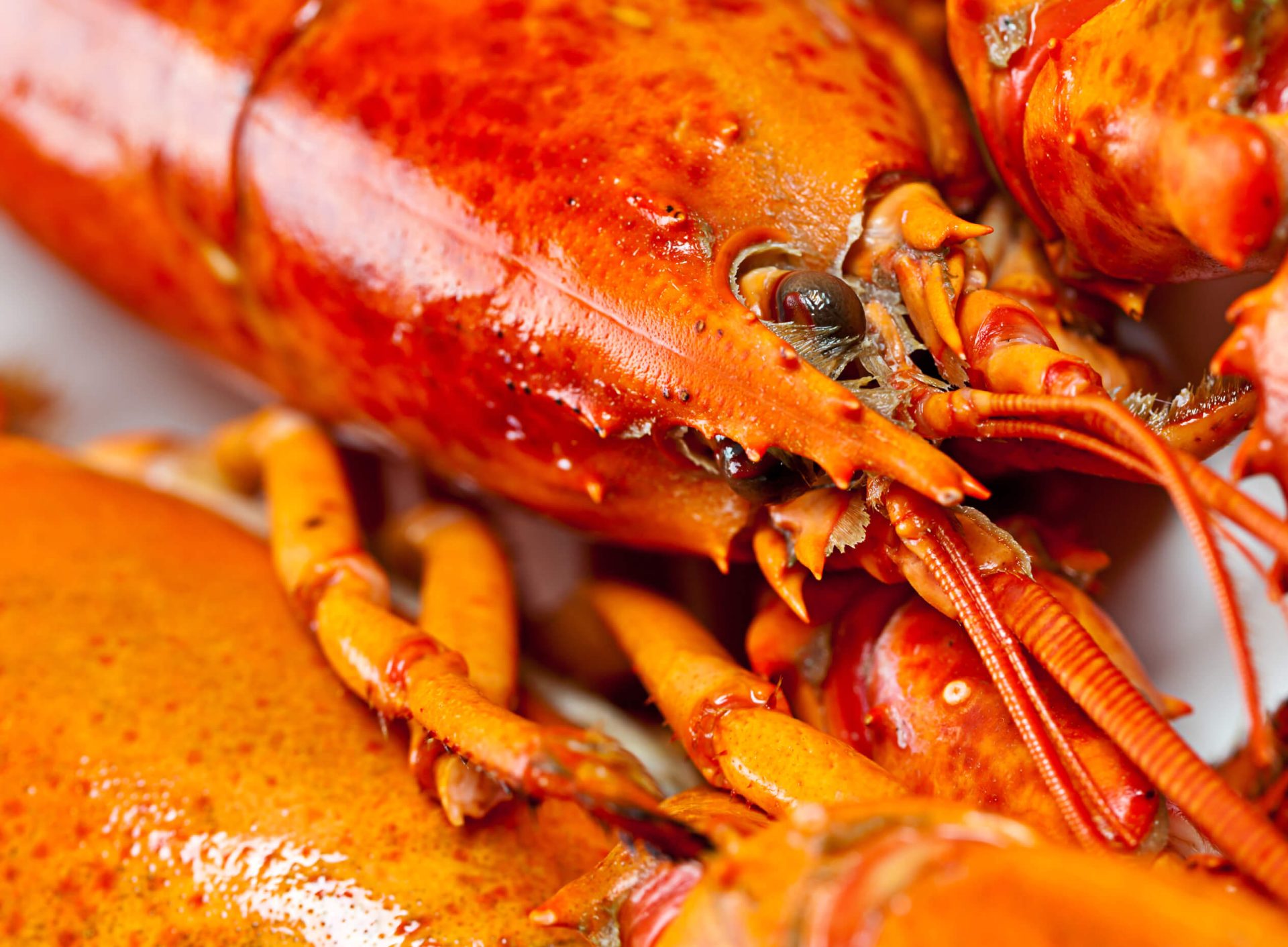 Homards et crustacés : bons ou mauvais?