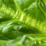 10 aliments riches en calcium