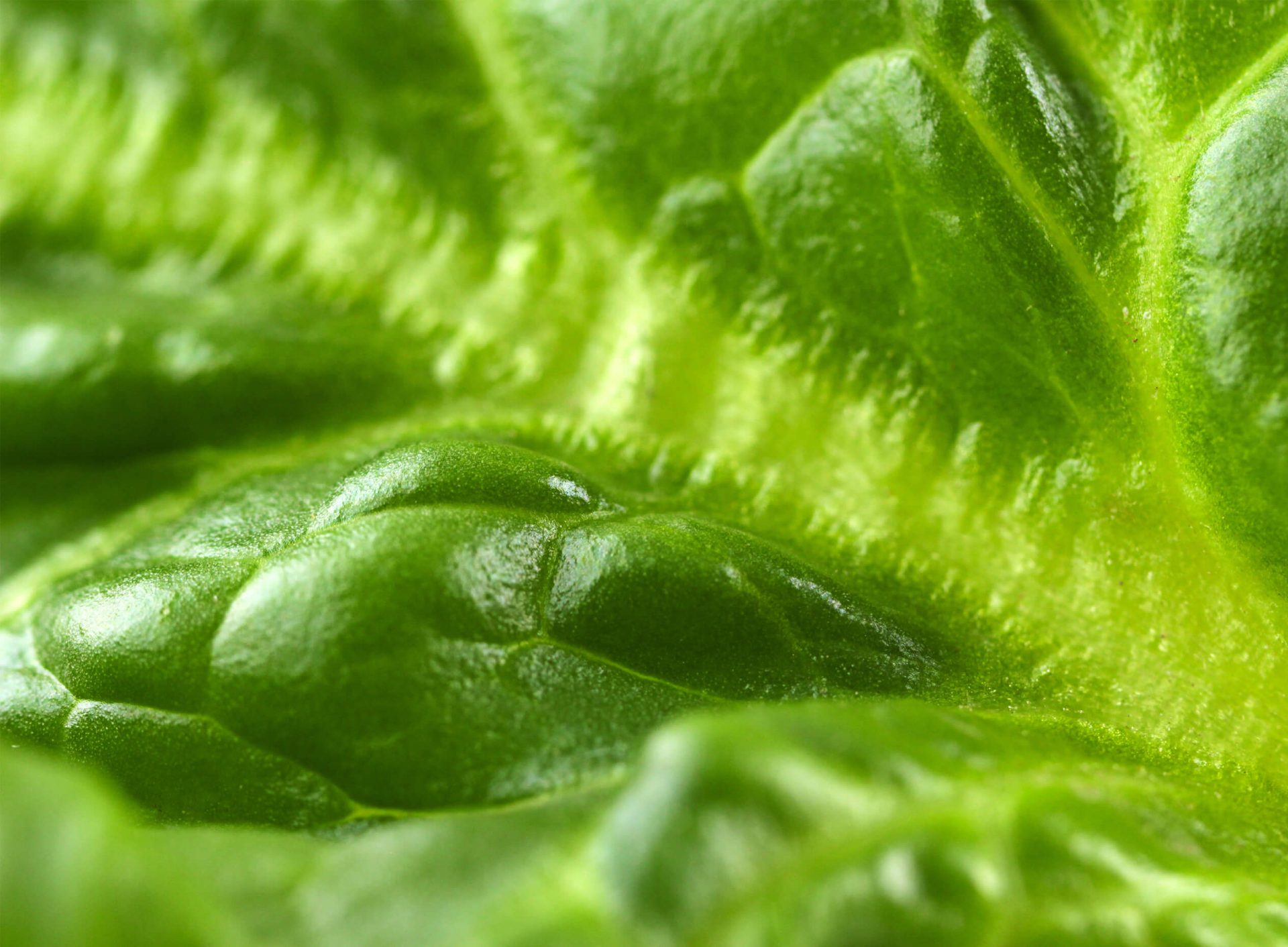 10 aliments qui fournissent un bon apport en calcium