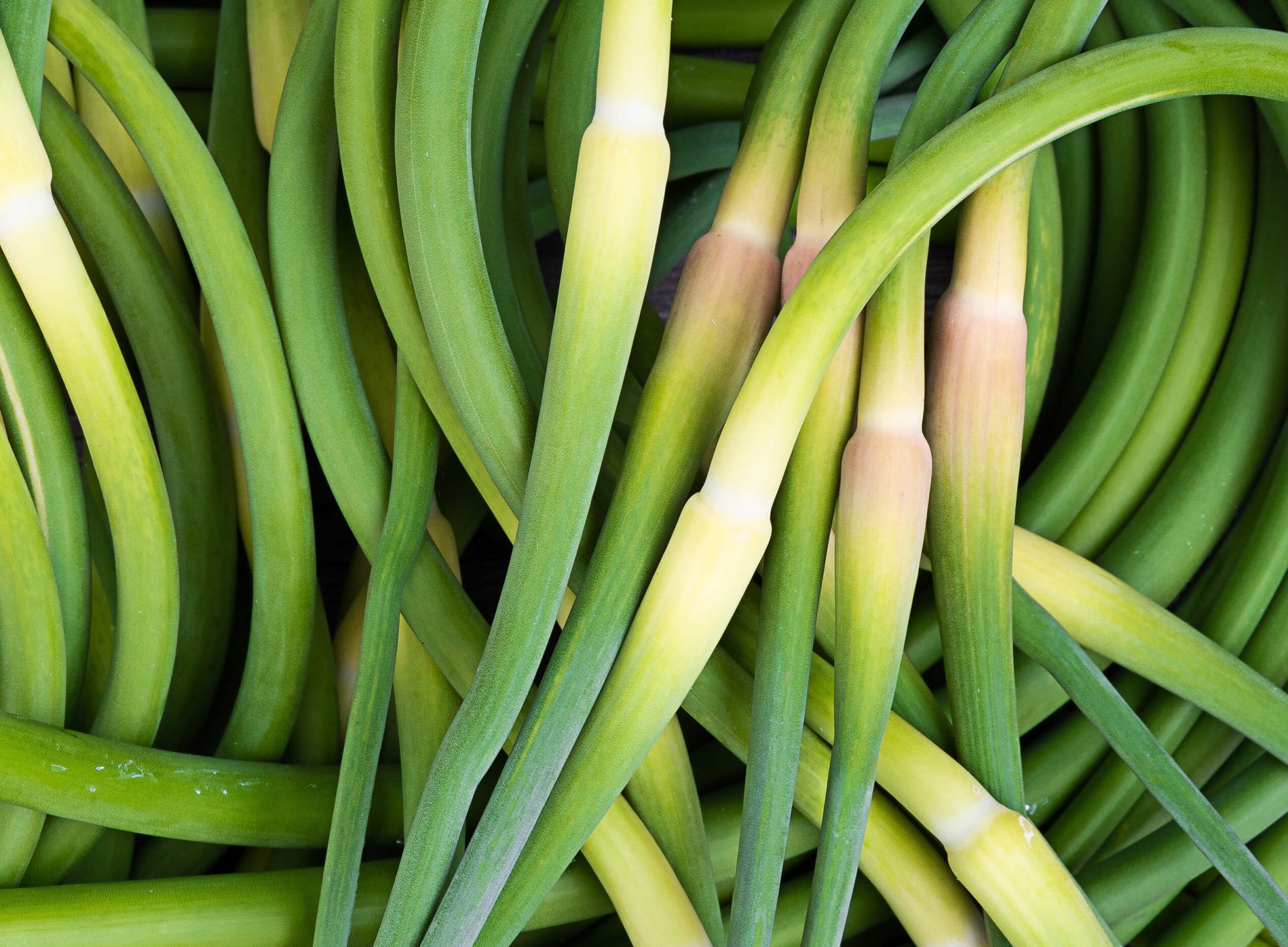 La fleur d’ail, produit du Québec à découvrir
