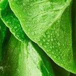 Est-ce que les salades sont aussi nutritives que tu le penses?