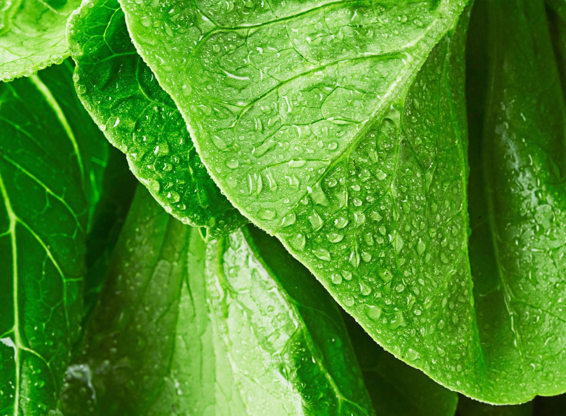 Est-ce que les salades sont autant nutritives que l'on pense?