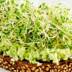 La Luzerne, une Plante Comestible à Découvrir