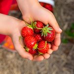 Tout sur la cueillette de fraises au Québec!