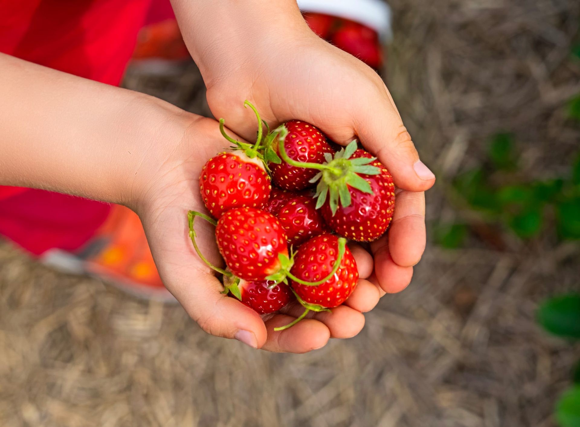 Cueillette de fraises (auto-cueillette)