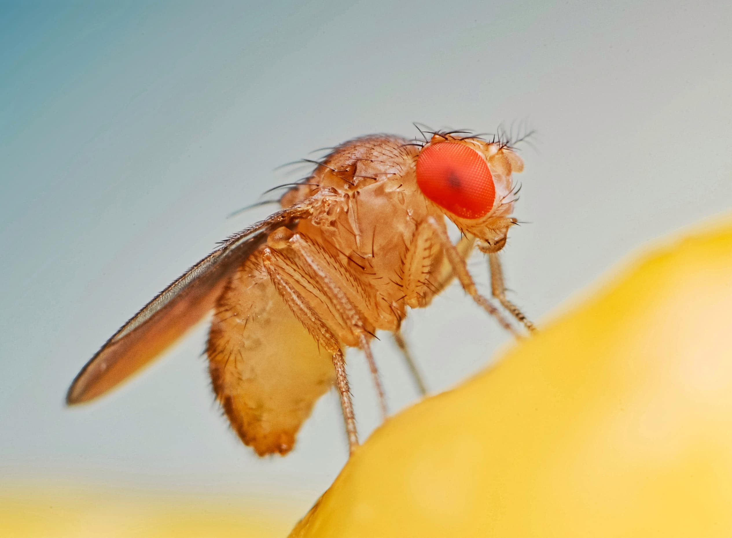 Comment se débarrasser des mouches à fruits (drosophiles)